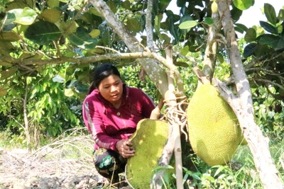 Đắk Lắk:Đất cằn trồng mít Thái,có cây cho 1tạ trái,bán 7 ngàn/ký vẫn lời