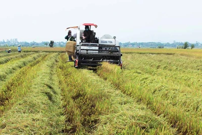 Gia Lai: Tái cơ cấu ngành nông nghiệp dựa vào thế mạnh địa phương