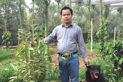 Giấc mơ sầu riêng Musang King