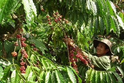 Tái cơ cấu cây trồng chủ lực vùng Tây Nguyên:Thực trạng cà phê Tây Nguyên