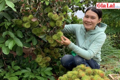 Mùa chôm chôm chín ở Gia Lai