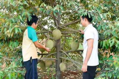 Làm giàu từ cây ăn trái