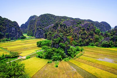 Ngắm mùa vàng Tam Cốc từ đỉnh Hang Múa