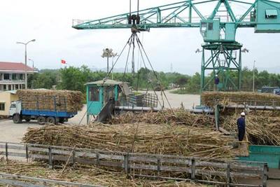 Ngành mía đường: "Phải tự cứu mình trước khi trời cứu"