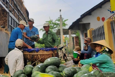 Trung Quốc "làm khó", xuất khẩu rau quả vẫn lấy lại "phong độ"