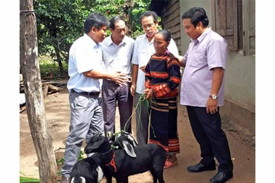 Krông Pa: Hỗ trợ hộ chính sách thoát nghèo bền vững