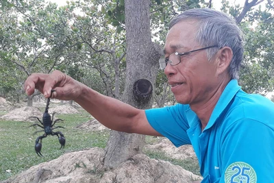 Chuyện ở đại ngàn: Săn bọ cạp 'thành tinh'