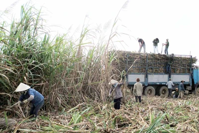 Thăng trầm cây mía - Kỳ 1: Liên tiếp những vụ "mía đắng"