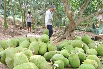 Cục Trồng Trọt lên tiếng cảnh báo việc dân trồng ồ ạt cây mít Thái