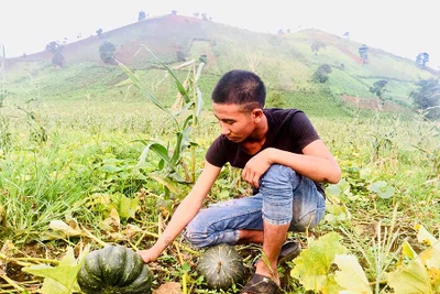 Bí đỏ Chư Đăng Ya mất mùa