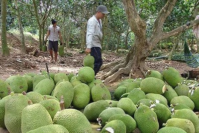 Trung Quốc siết chặt, giảm mạnh nhập khẩu, nông sản Việt lao đao