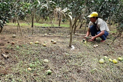 Sau lũ, cam rụng đầy gốc, nông dân Bảo Lộc khóc ròng