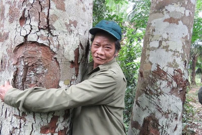 "Mãnh hổ" giữ rừng lim độc nhất ở Trường Sơn