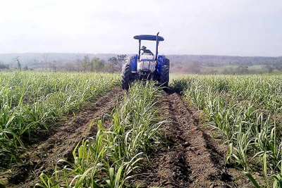 Thăng trầm cây mía - Kỳ cuối: Cần "giải cứu" từ gốc