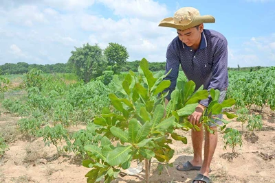 Ia Pa: Chuyển diện tích mía kém hiệu quả sang cây trồng khác