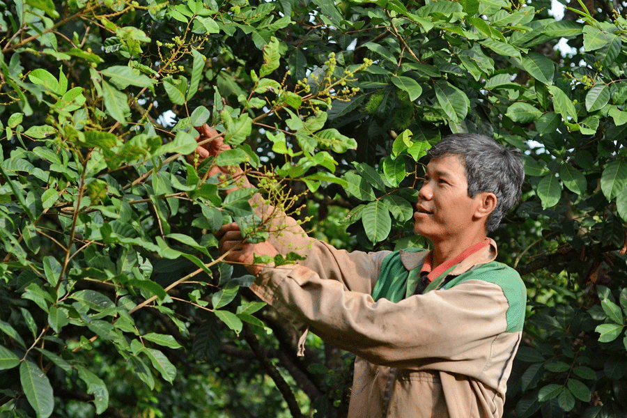 Hướng đến thương hiệu chôm chôm Ia Tô