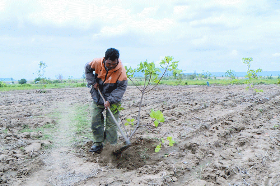 Gia Lai: Triển vọng từ trồng điều trên đất đồi