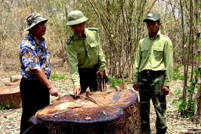 Xâu xé Vườn Quốc gia Yók Đôn