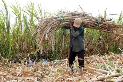 Lao đao theo doanh nghiệp