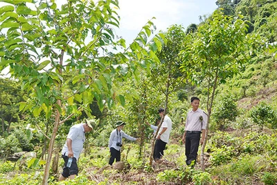 WB sẽ thanh toán hơn 1.200 tỷ đồng cho Việt Nam để giữ rừng, giảm phát thải khí nhà kính tại 6 tỉnh miền Trung