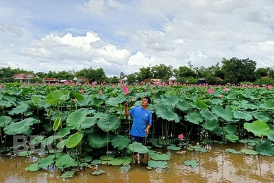 Bình Định: Bỏ cấy lúa, trồng loài cây lá to như cái thúng, chả tốn công chăm, hái thứ gì cũng bán được ra tiền