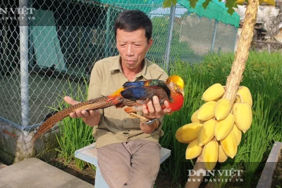 Nam Định: Nuôi đủ các loài chim quý hiếm, độc lạ, ông nông dân này chăm đã nhàn lại thu hàng trăm triệu đồng