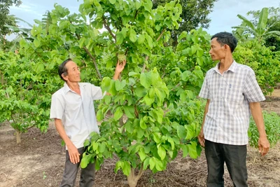 Nông dân Ia Mlah thu nhập cao nhờ chuyển đổi cây trồng phù hợp