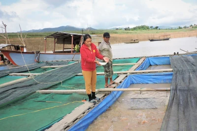 Khai thác lợi thế để nuôi cá lồng bè