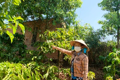 Ô nhiễm môi trường do chăn nuôi heo