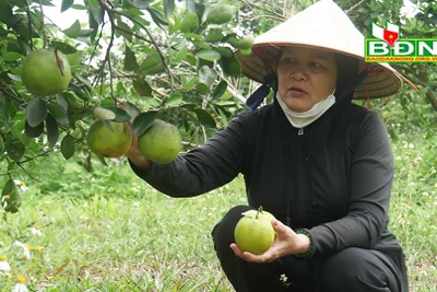 Vườn ở Đắk Nông trồng giống cam lạ, có gì đặc biệt mà được "liệt" vào dạng vườn mẫu, lãi 600 triệu/năm?