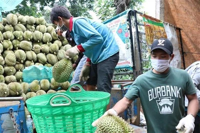 Cấp chứng nhận nhãn hiệu tập thể cho trái sầu riêng tươi Krông Pắc