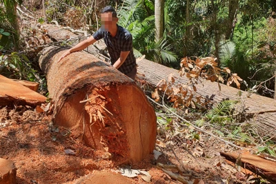 Kon Tum: Lâm tặc phá rừng Măng Đen lấy gốc, rễ cây làm tượng gỗ mỹ nghệ