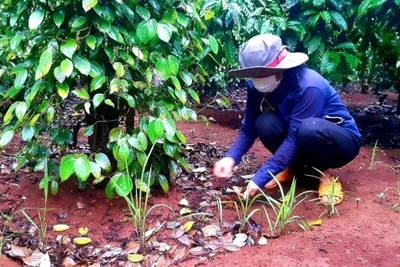 Thu hoạch hồ tiêu gặp khó do mưa