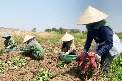 Nông dân Phú Thiện trúng vụ khoai lang