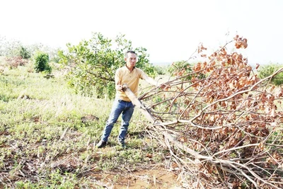 Nóng tình trạng tranh chấp đất rừng ở Tây Nguyên