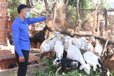 "Thủ lĩnh" thanh niên làm kinh tế giỏi