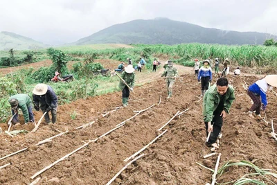 Gia Lai: Thành lập 3 đoàn kiểm tra kết quả thực hiện Đề án 61