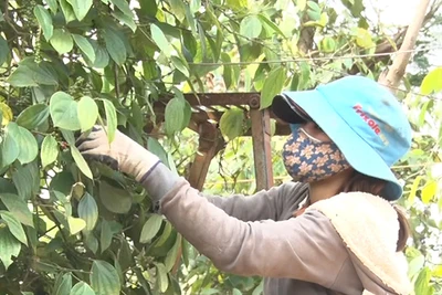 Nông dân phấn khởi vì hồ tiêu được mùa, giá cao