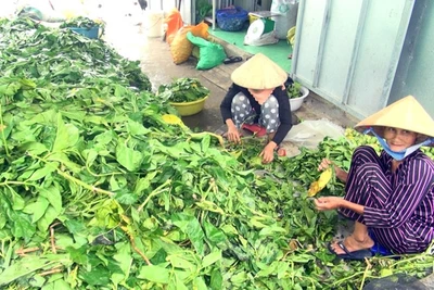 Cà Mau: Chủ tịch tỉnh lên tiếng vụ thu mua lá nhàu bất thường