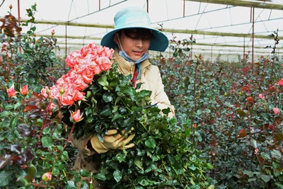 Đà Lạt: Giá hoa hồng tăng đột biến, nhà vườn lãi lớn