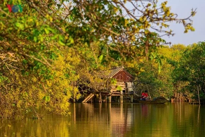 Ngỡ ngàng cảnh sắc mùa thu trong rừng ngập mặn Rú Chá