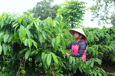 Nỗi niềm sơn nữ: Lối mòn ở buôn làng vùng sâu