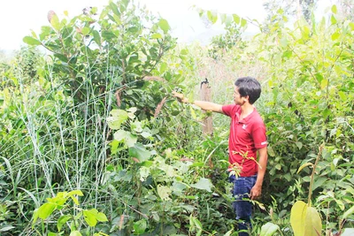 "Đại phẫu" các ban quản lý rừng-Kỳ 2: Nhiều sai phạm về tài chính