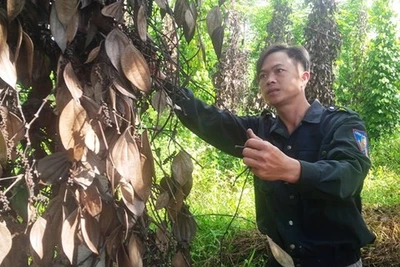 Kon Tum "vàng đen" chết đứng, nông dân "tiền mất, nợ mang"