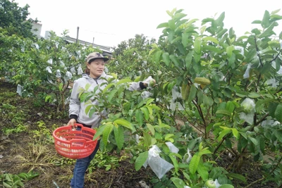 Những điển hình phụ nữ làm giàu trên vùng đất khó Kông Chro