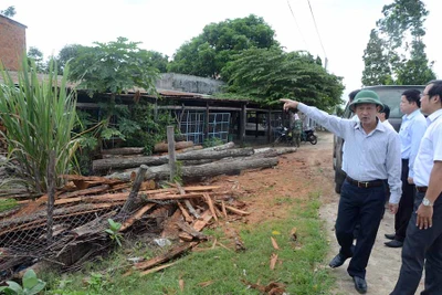 Phạt 8 lò sấy thuốc lá sử dụng gỗ, củi rừng tự nhiên