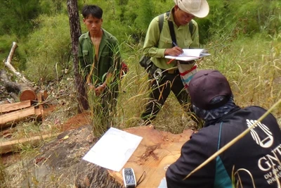 Đi lấy mật,nhóm đối tượng 'tranh thủ' chặt hạ 4 cây gỗ Hương quý hiếm