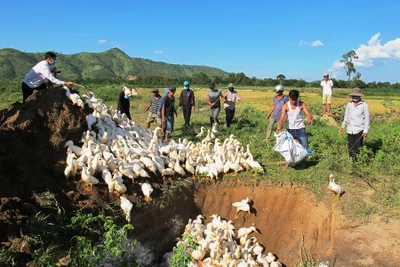 Đắk Lắk: Tiêu hủy hàng ngàn con vịt bị dịch cúm gia cầm AH5N6