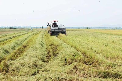 Xây dựng thương hiệu "Gạo Phú Thiện": Một cây lúa hai nỗi lo