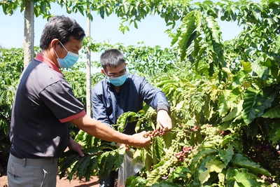 Hợp tác xã Tâm Thành: Ký hợp đồng cung cấp 100 tấn cà phê tươi